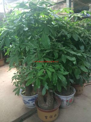 大发财树