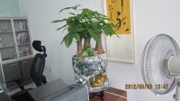 绿化供应