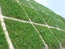 斜坡种植绿化效果